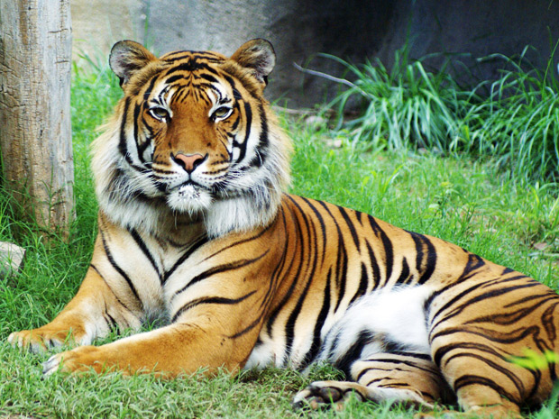 O tigre-malaio Wzui em uma foto de 28 de julho de 2011. (Foto: Adrian Cisneros / Zoológico de El Paso / AP Photo)