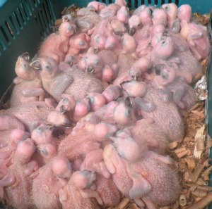 Suspeito de tráfico de animais é preso com 141 filhotes de papagaio em MS (Foto: Divulgação/PM)