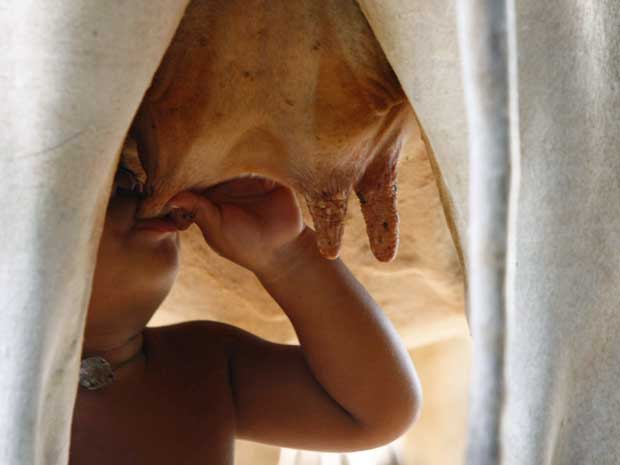 A criança começou a tomar o leite do animal em julho deste ano, depois que seus pais se mudaram para a Tailândia à procura de trabalho. Ele observou um bezerro mamar e repetiu a cena nas tetas da vaca. (Foto: Heng Sinith / AP Photo)