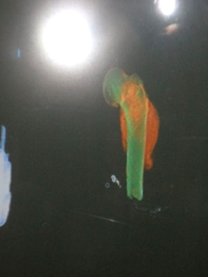 Osso humano é detectado pelo raio-x dos Correios no Rio Grande do Sul (Foto: Divulgação/Polícia Civil)
