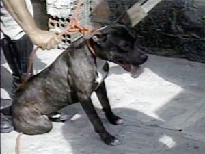 Pit bull teria sido provocado por criança em Campina Grande, PB (Foto: Reprodução/TV Paraíba)