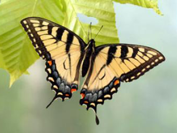 Imagem da borboleta Tigre oriental (Foto: Divulgação/K. Kunte/Harvard University)