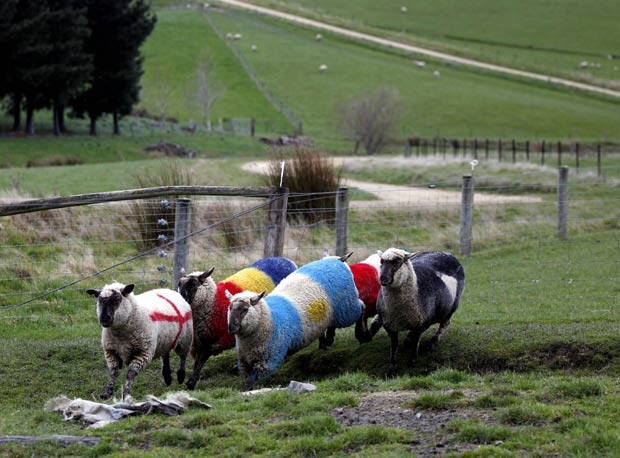 Ovelhas exibem as cores das bandeiras da Inglaterra, Romênia, Argentina, Nova Zelândia e Itália. (Foto: Natacha Pisarenko/AP)