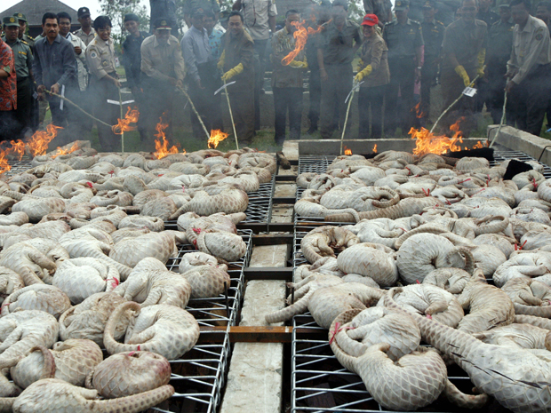 Nesta foto de dezembro de 2009, oficiais do governo da Indonésia incineram mais de 700 kg de carne de Pangolim confiscados em uma cidade do país (Foto: AP)