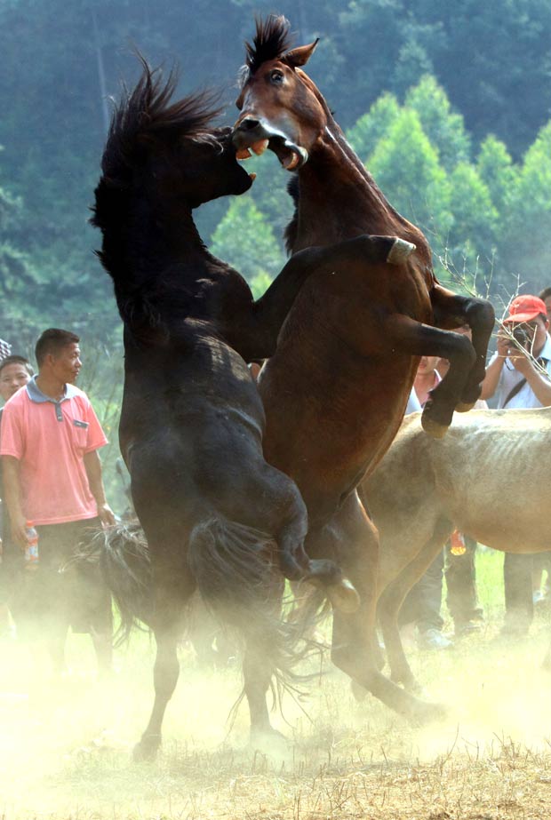 Lutas entre cavalos ocorreram em Gulongpo. (Foto: Long Tao/Xinhua/AP)