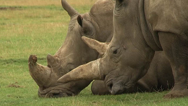 Rinocerontes brancos em zoológico inglês (Foto: BBC)