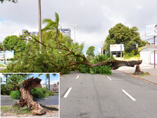 Vento derruba árvore e interdita principal avenida de João Pessoa (Foto: Walter Paparazzo/G1 PB)