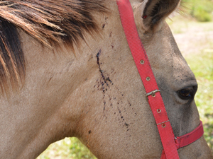 Cavalos são feridos em granja na capital paraibana (Foto: Walter Paparazzo/G1PB)