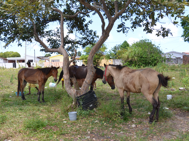 Cavalos são feridos em granja na capital paraibana (Foto: Walter Paparazzo/G1PB)