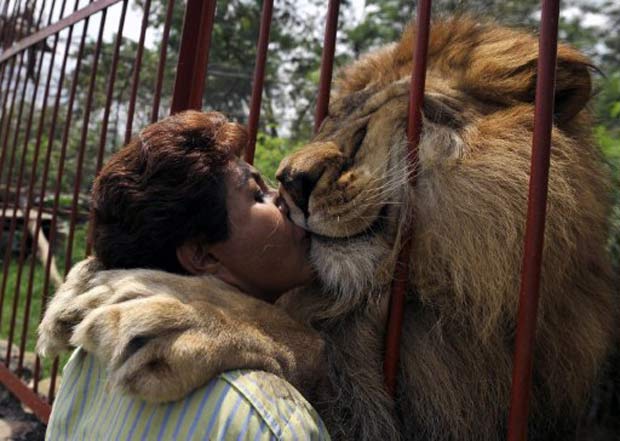 Fundadora de um abrigo de animais em Cali, na Colômbia, a professora Ana Julia Torres, de 52, foi fotografada no sábado (17) beijando o leão chamado 'Jupiter', que foi resgatado de um circo há 12 anos. (Foto: Luis Robayo/AFP)