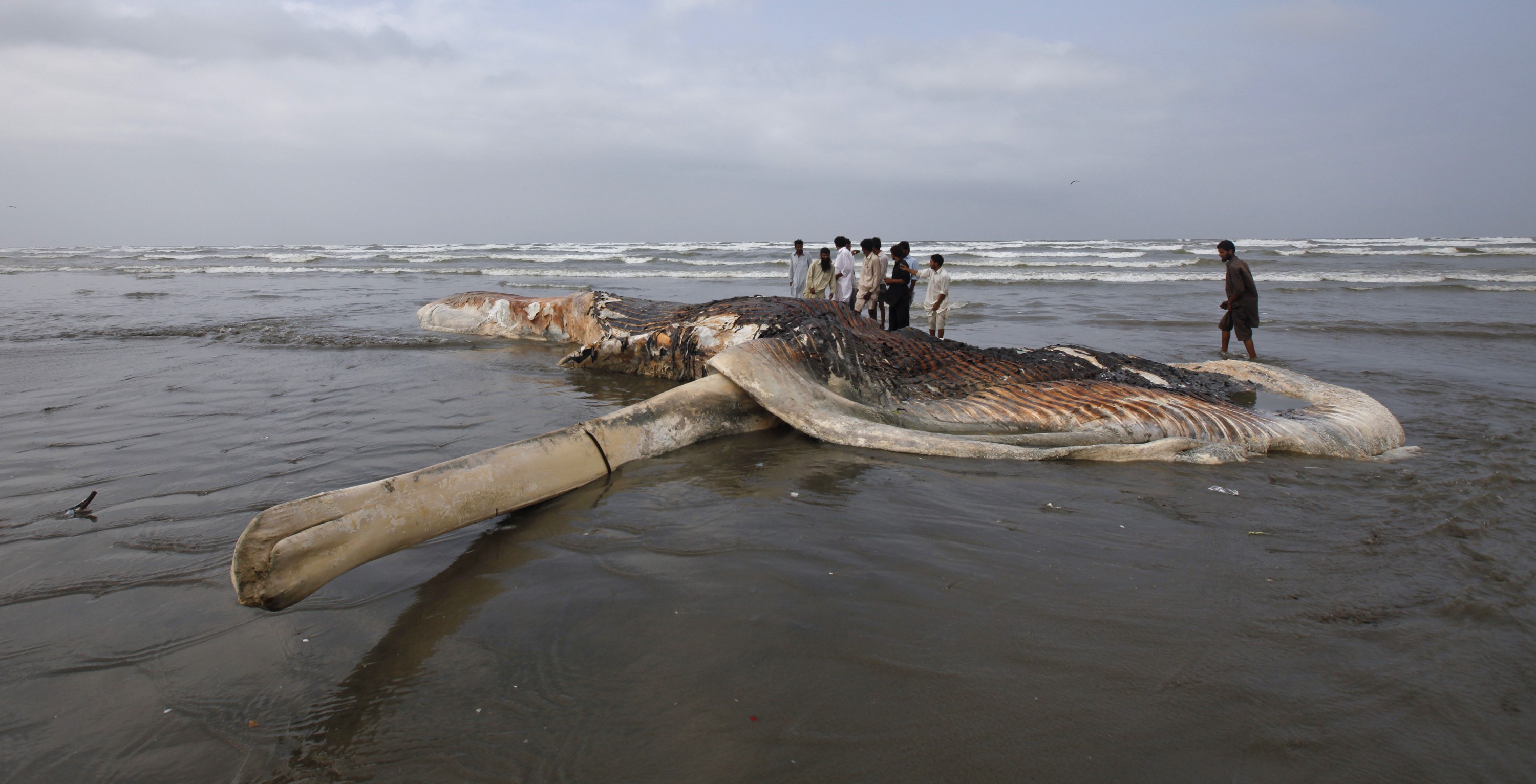 A carcaça do mamífero aquático foi encontrada na manhã desta terça-feira (20) em uma praia da cidade de Karachi, no Paquistão (Foto: Athar Hussain /Reuters)