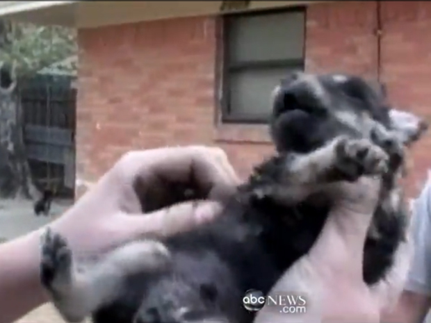 Filhote de Rottweiler fica preso em rachadura e pede ajuda 2 (Foto: Reprodução)