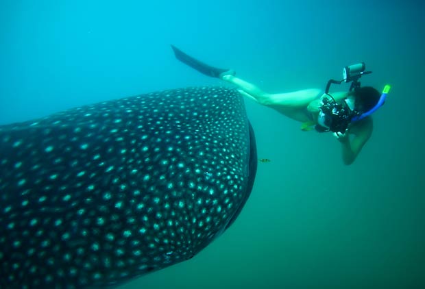 Fiona também nadou ao lado de um tubarão-baleia na costa da África do Sul. (Foto: Fiona Ayerst/Barcroft Media/Getty Images)