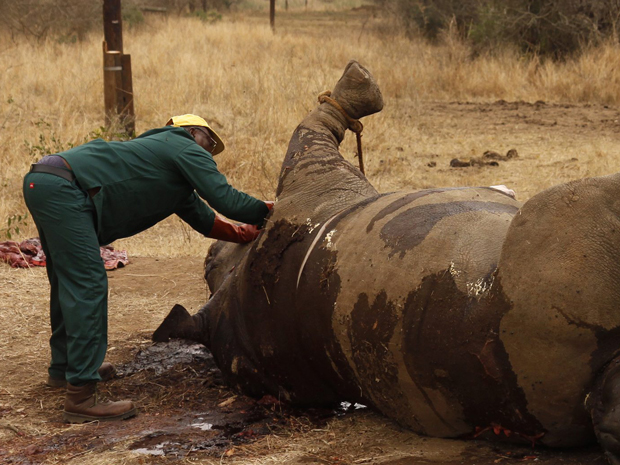 Rinoceronte morto por traficantes de chifres na África do Sul (Foto: Ilya Kachaev/REUTERS)