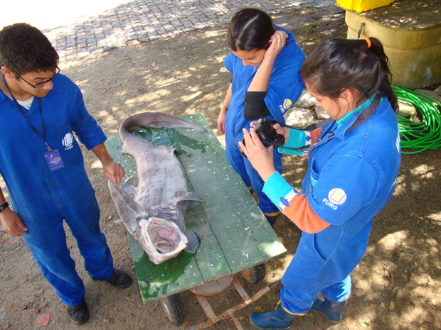 Equipe mede o corpo do animal recém-descoberto na costa brasileira. (Foto: Roberto Witter / Agência RBS)