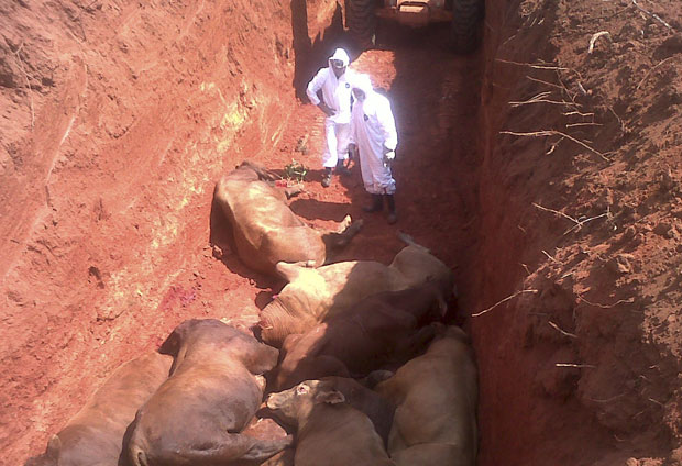 Funcionários do governo do Paraguai supervisionaram nesta quinta-feira (22) o enterro de mais de 800 cabeças de gado sacrificadas por terem sido expostas à febre aftosa em San Pedro de Ycuamandyyu, 325 km ao norte de Assunção. Autoridades locais afirmam q (Foto: Reuters/Senacsa)