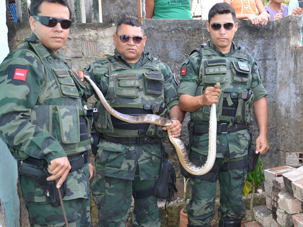 Cobra é capturada em João Pessoa (Foto: Walter Paparazzo/G1)