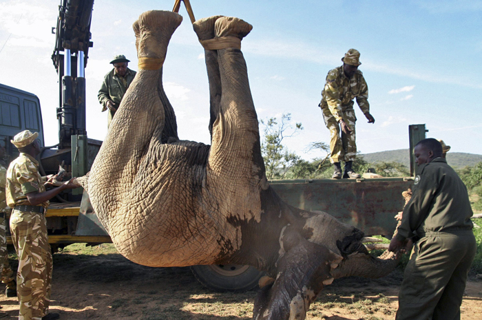 Elefante no Quênia (Foto: Stringer/Reuters)