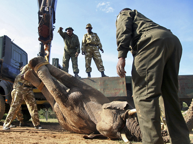 Elefante 2 (Foto: Stringer/Reuters)