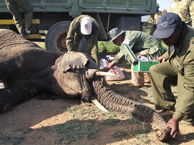 elefante3 (Foto: Stringer/Reuters)