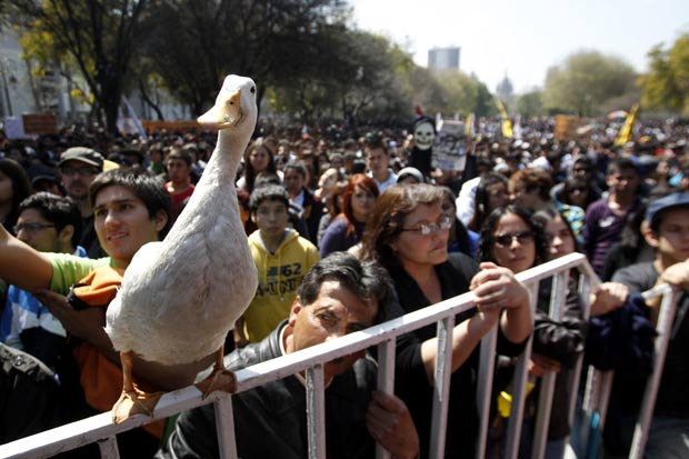Um pato foi flagrado ao lado de manifestantes durante um protesto de estudantes na quinta-feira (22) contra o sistema de educação pública em Santiago, no Chile. (Foto: Ivan Alvarado/Reuters)