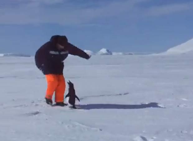 Pinguim agressivo atacou explorador. (Foto: Reprodução)