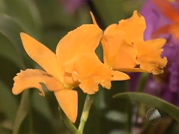 orquidea exposição bahia (Foto: Reprodução/TV Bahia)
