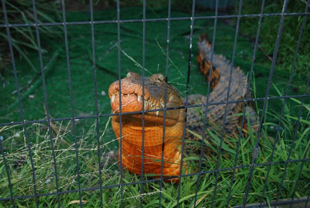 Crocodilo surpreendeu a dona ao ficar laranja. (Foto: Barcroft Media/Getty Images)