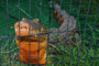 Crocodilo de estimação surpreende ao ficar laranja (Barcroft Media/Getty Images)