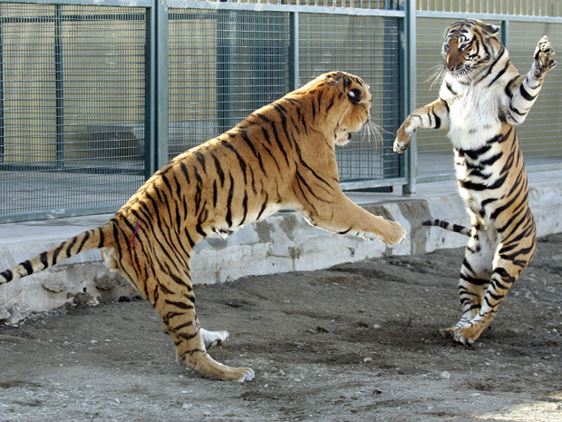 O tigre 327 (à esquerda) brinca com exemplar fêmea em centro de reprodução da espécie localizado na África do Sul em julho deste ano. Morte do tigre macho ocorreu dia 17 de setembro, mas foi divulgada apenas nesta quarta-feira (28).  (Foto: Siphiwe Sibeko/Reuters)