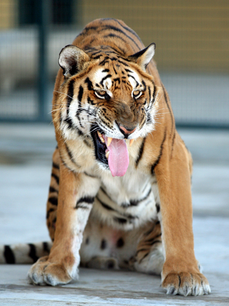 tigre (Foto: Siphiwe Sibeko/Reuters)