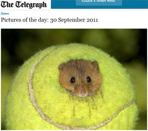 Um dos camundongos de Roger Tidman estica a cabeça pelo buraco do 'novo lar' (Foto: Reprodução/The Telegraph)