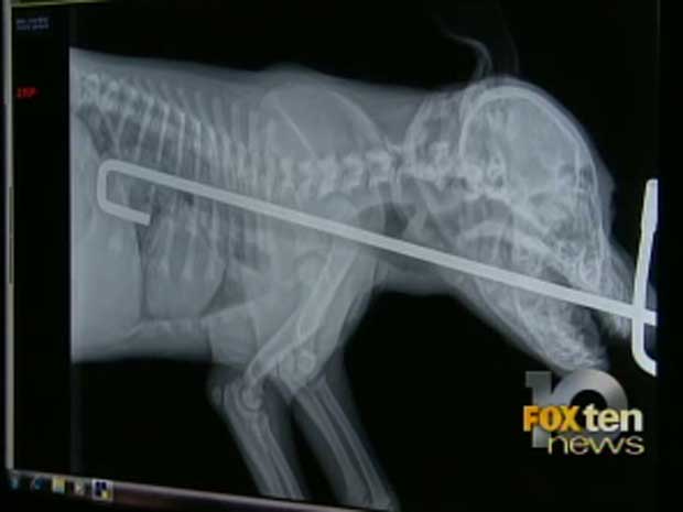 Imagem da TV local mostra radiografia de Blue após engolir o objeto (Foto: Reprodução de vídeo)