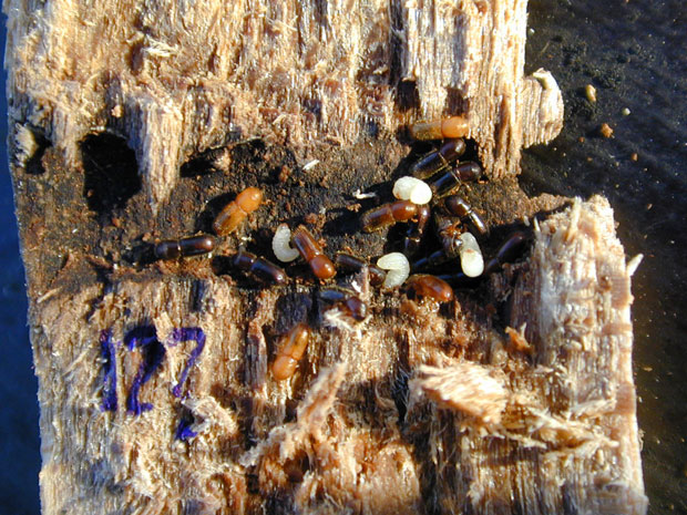 Divisão dos besouros 'Xyleborinus saxesenii': em branco, as larvas; em marrom claro, as fêmeas adultas; em preto, os machos adultos (Foto: Peter Biedermann/Cortesia)