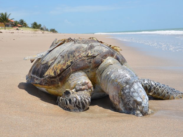 Tartaruga aparece morta no litoral da Paraíba (Foto: Walter Paparazzo/G1 PB)
