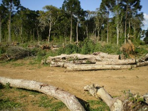 Área desmatada possuia árvores em extinção (Foto: Divulgação)