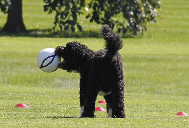 Aparentemente, o cão d'água português levou a melhor na disputa pela bola (Foto: AP)