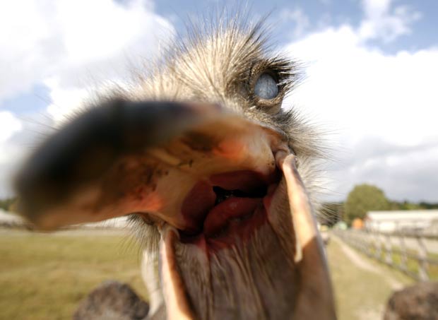 Um avestruz 'atacou' a câmera do fotógrafo Vladimir Nikolsky na quinta-feira (6) em uma fazenda na aldeia de Kozishche, cerca de 300 km de Minsk, em Belarus.  (Foto: Vladimir Nikolsky/Reuters)