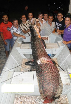 Grupo de pescadores exibe peixe de 2,5 metros. (Foto: Honório Barbosa/Colaboração)