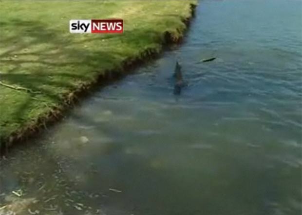 Lago de campo de golfe na Austrália está infestado de tubarões. (Foto: Reprodução/Sky News)
