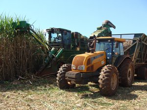 Produção de cana-de-açúcar deve ter um grande salto em MS na safra 2011/2012,diz Biosul (Foto: Anderson Viegas/G1 MS)