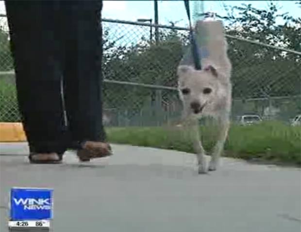 Por conta de lesão, cadela aprendeu andar com duas patas. (Foto: Reprodução)