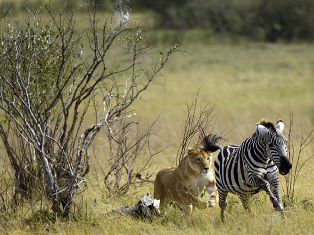 caçada na África (Foto: John Reiter / Barcroft USA / Getty Images)
