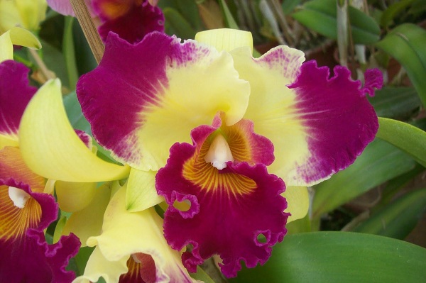 Exposição de orquídeas é realizada pela Associação Goiana de Orquidófilos (Ago). (Foto: Divulgação/Ago)