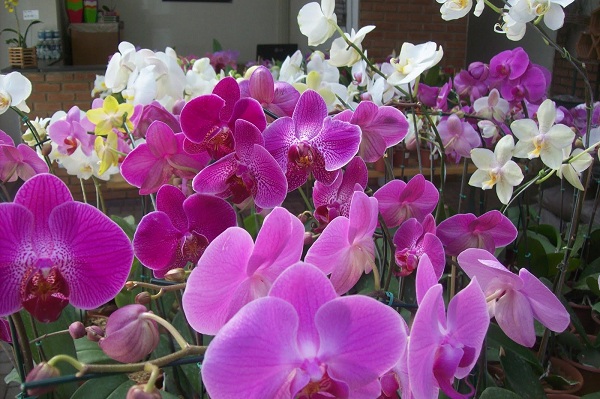Orquídeas podem ser cultivadas em qualquer espaço, até mesmo em apartamentos. (Foto: Divulgação/Ago)