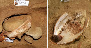As conchas encontradas pela equipe de arqueólogos da África do Sul na caverna Blombos. (Foto: Chris Henshilwood / Universidade de Witwatersrand / Joanesburgo)
