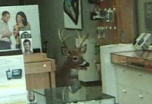 Veado invadiu uma loja em Wayne, no estado da Pensilvânia.  (Foto: Reprodução/YouTube)