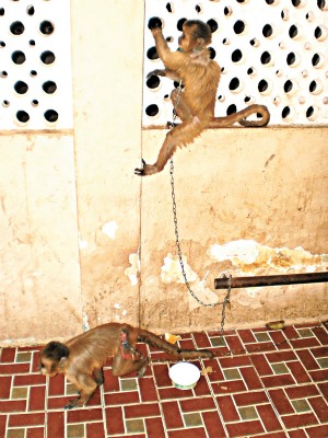 Donos dos macacos vão responder por crime ambiental (Foto: Richard Lopes)