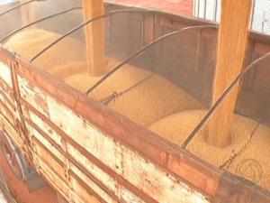 Agricultoresdizem que safrinha do milho foi uma das melhores já colhidas em MS (Foto: Reprodução/TV Morena)