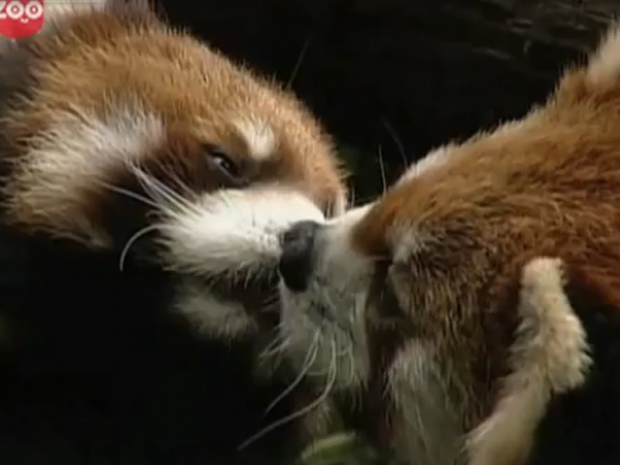 Imagem mostra dois exemplares de panda-vermelho se beijando em zoológico do Japão. A espécie, também conhecida como firefox, é considerada vulnerável na natureza (Foto: Reprodução)